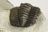 Two Proetid (Diademaproetus) Trilobites - Ofaten, Morocco #206472-9